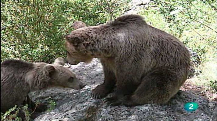 El vínculo con la Tierra - Vida animal