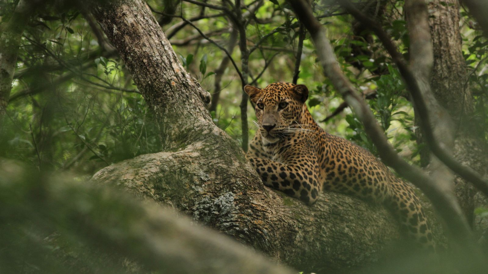 Somos documentales - Sri Lanka salvaje, el reino del leopardo - Documental en RTVE