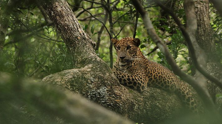 Somos Documentales - Sri Lanka salvaje, el reino del leopardo