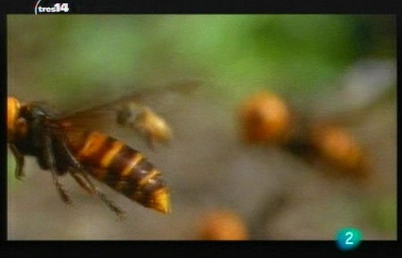 Curiosidades (insectos) 