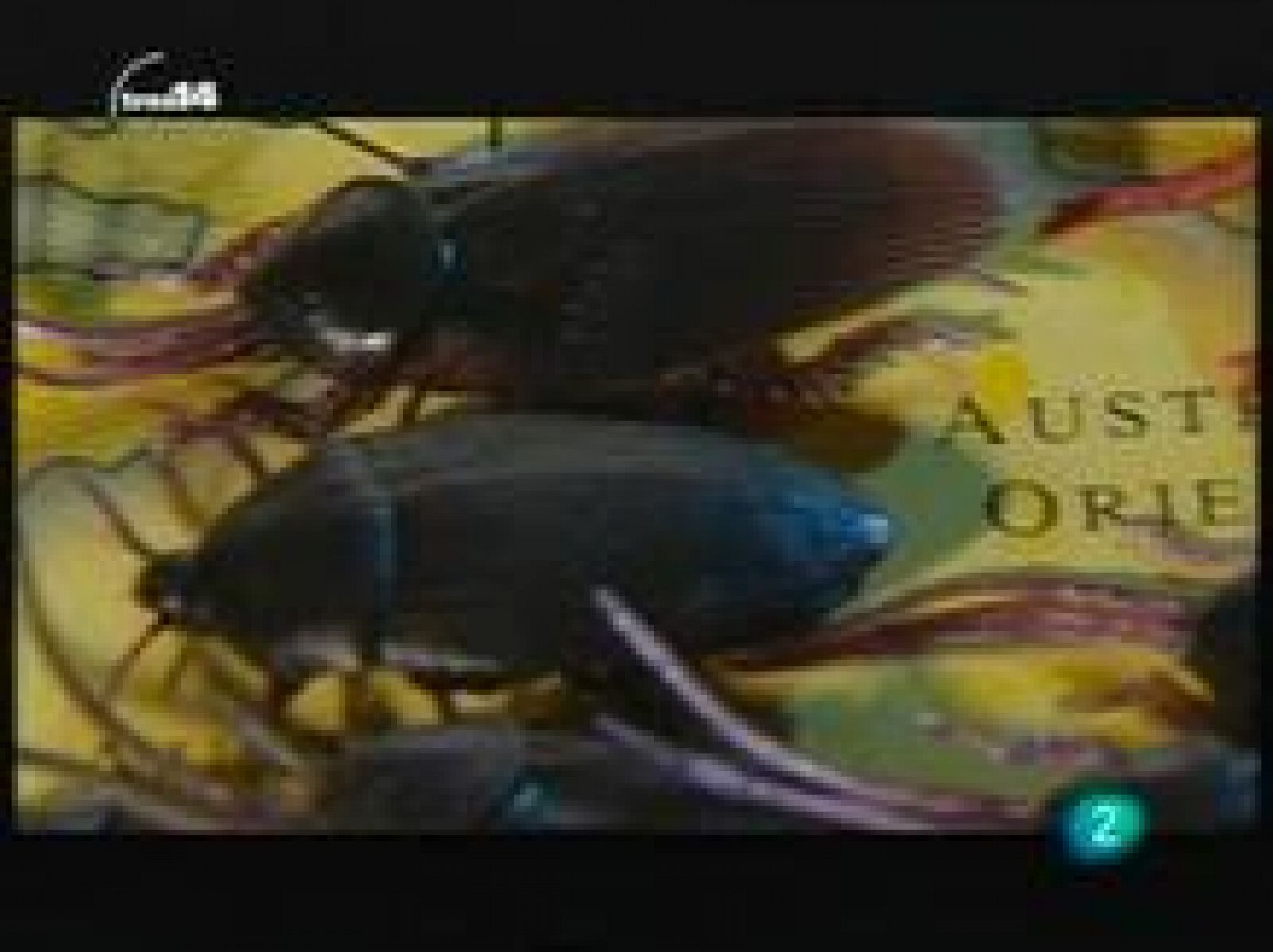 Últimas noticias (insectos)