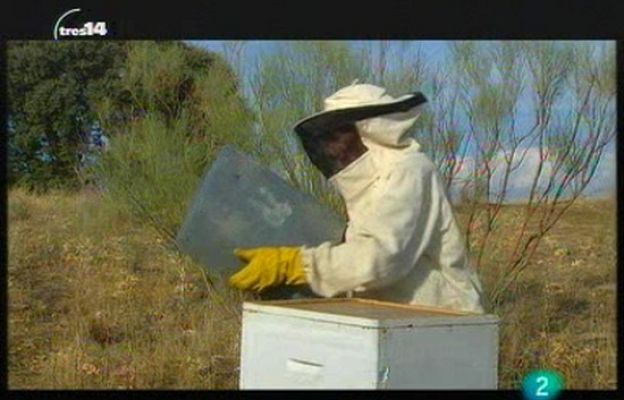 tres14 - Insectos que curan