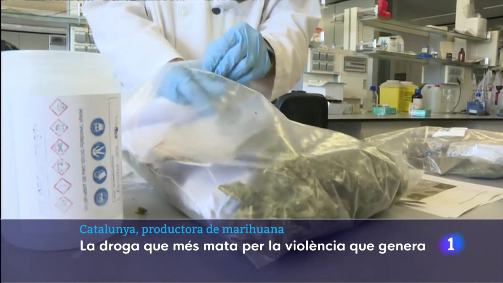 Al laboratori on els Mossos analitzen la marihuana que es confisca a Catalunya l'han trobat cada cop més adulterada