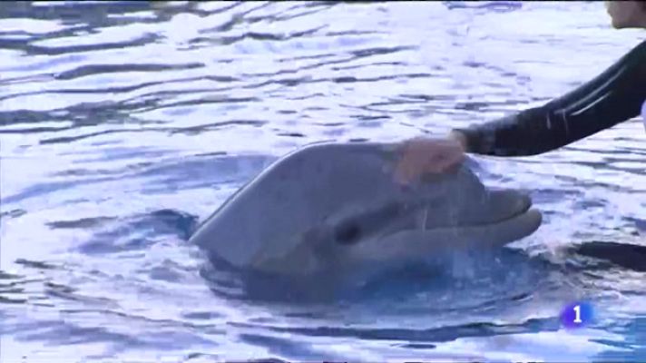 L'informatiu - Comunitat Valenciana - La Fundación Oceanogràfic, en la élite de la conservación marina