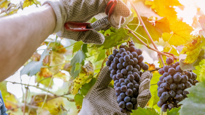 Aquí la Tierra - ¿Qué herramientas se utilizan en la vendimia?