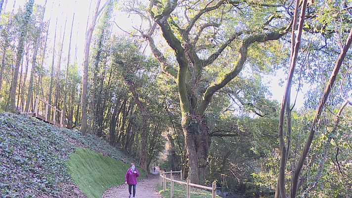 Telexornal - Galicia - O carballo de Conxo, aspirante a árbore do ano