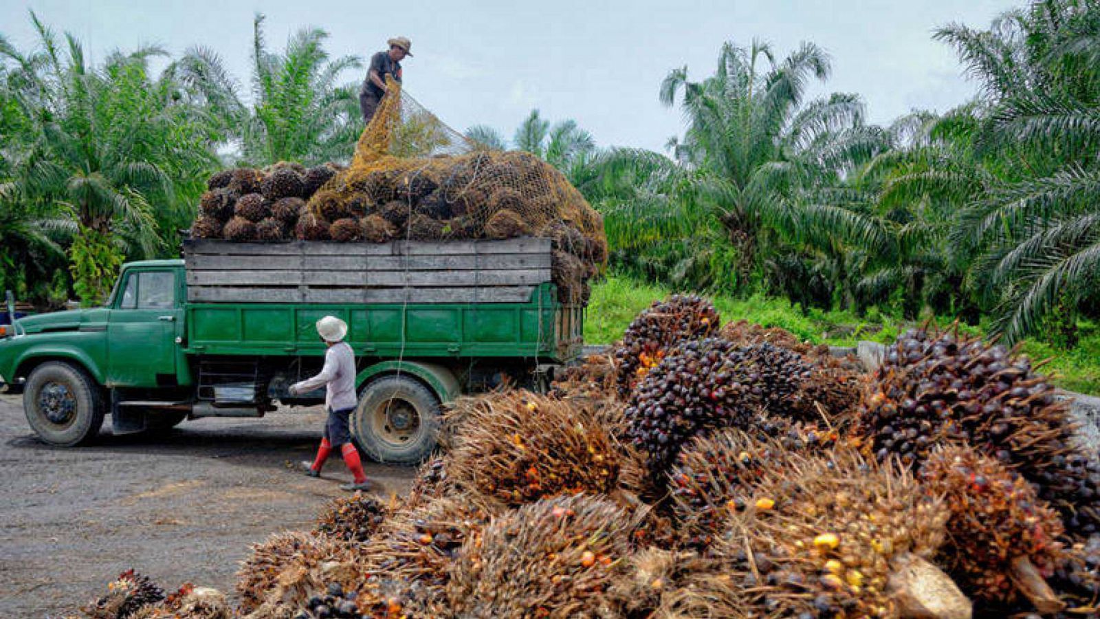 Alimentos con ácido palmítico promueven las metástasis del cáncer