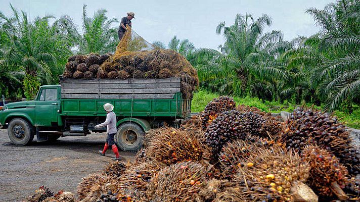 Telediario 2 - Los alimentos con ácido palmítico promueven las metástasis del cáncer
