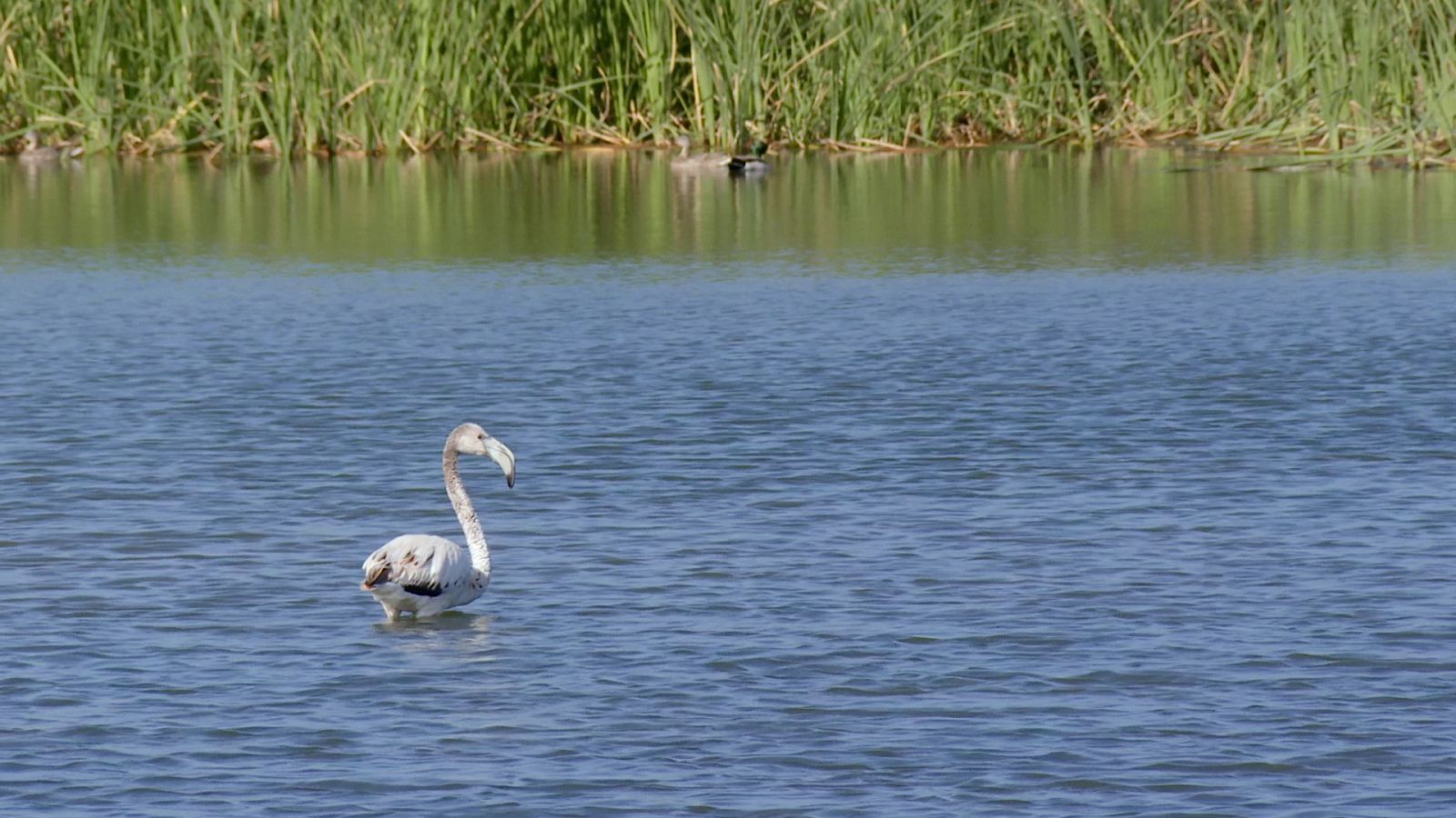 Asdí empieza Reduce tu huella, esta semana en La albufera de Valencia