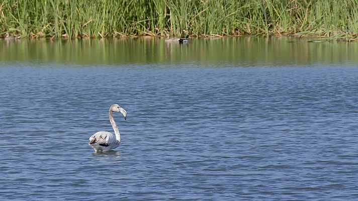 Asdí empieza Reduce tu huella en La albufera de Valencia