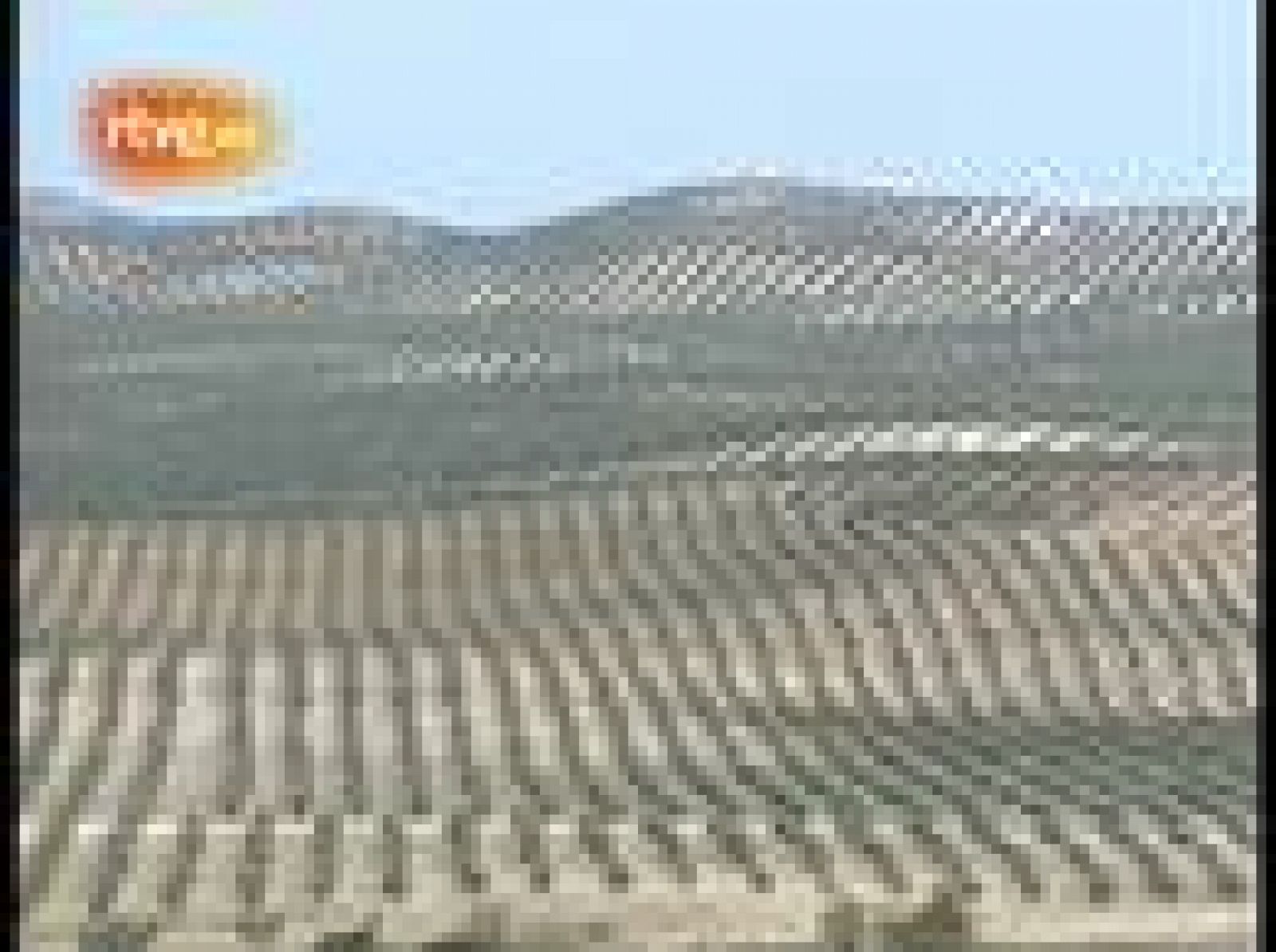 Una cosecha récord en el olivar, pendiente de la lluvia | Ver