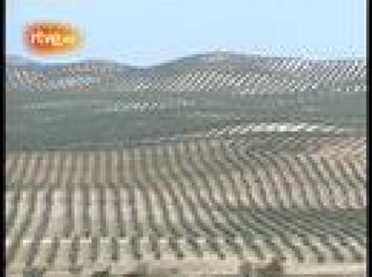  - Una cosecha récord en el olivar