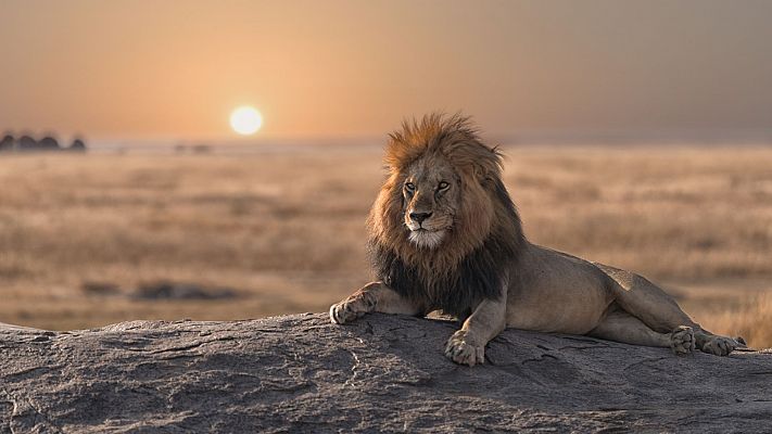 El rey de la sabana (Wild Covid pandemia salvaje)