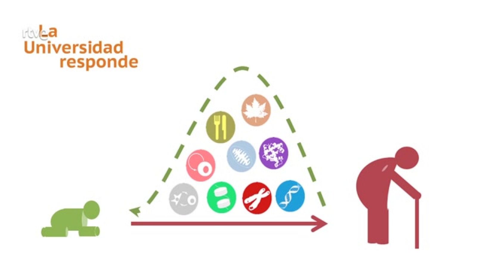 La aventura del saber - ¿Es posible retrasar el envejecimiento? - ver ahora