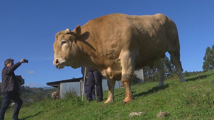 Telexornal - Galicia - Boi de récord