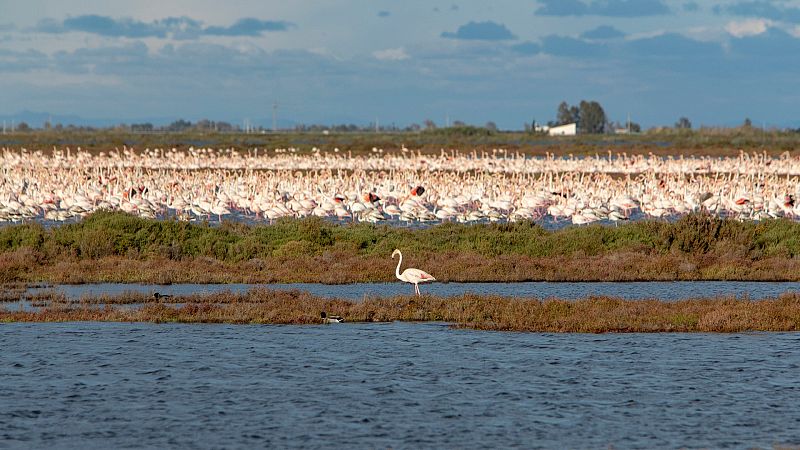 Aumentan los paisajes sin el canto de las aves
