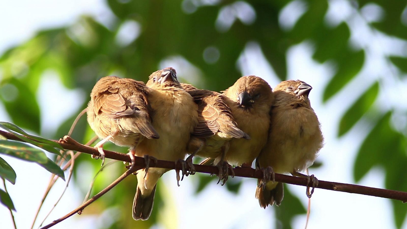 ¡Qué animal! - Sueño - ver ahora