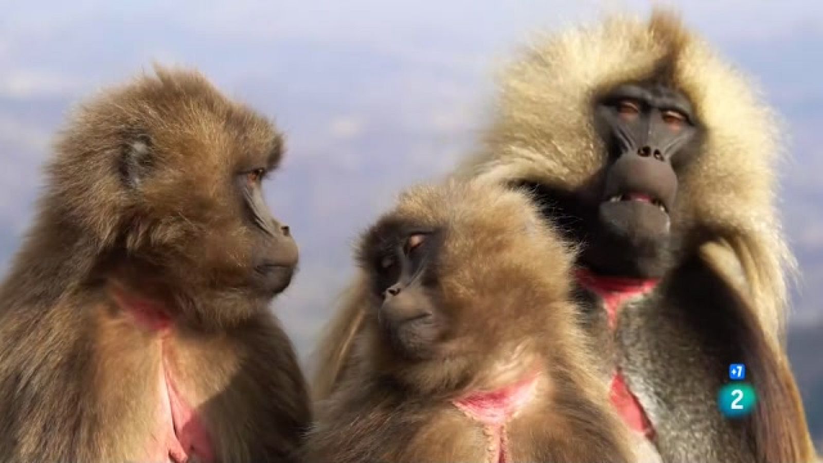 Grans Documentals - El rei dels babuins de muntanya - Veure ara