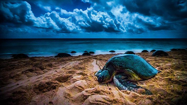 La mágica Tierra de Oz - Océano