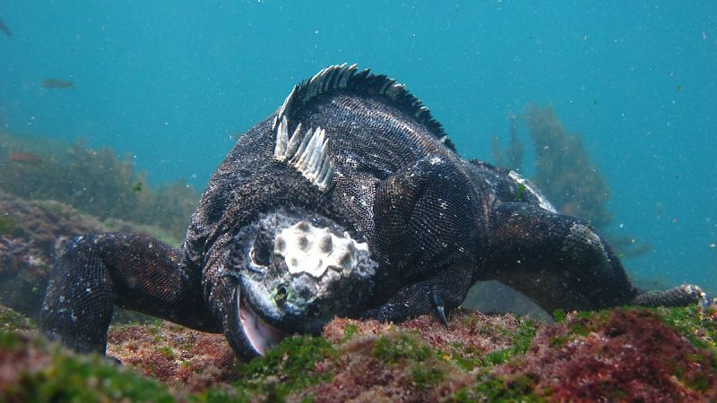 Las iguanas marinas de las Galápagos en ¡Qué Animal!