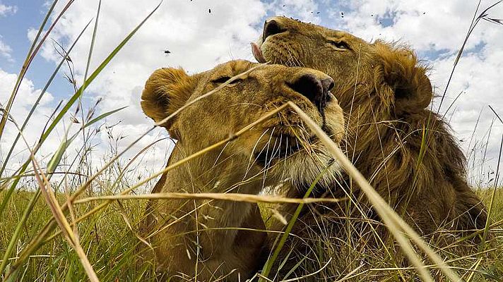 El rey de la sabana - Reyes León