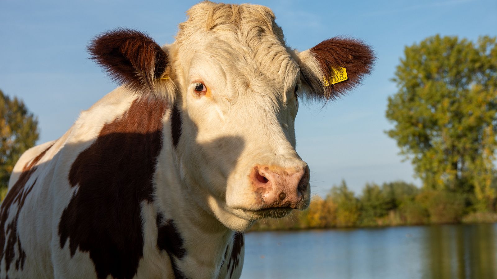 Misión: salvar a Lola, una vaca malherida