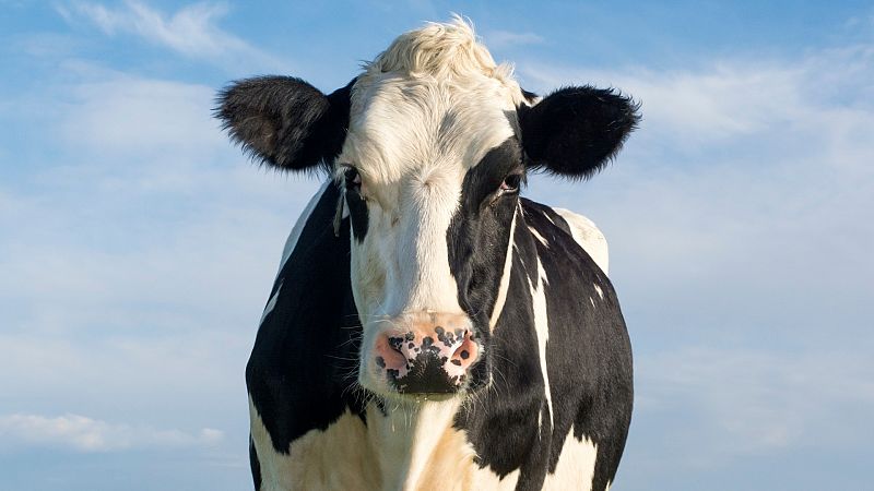 Una vaca mira a cámara