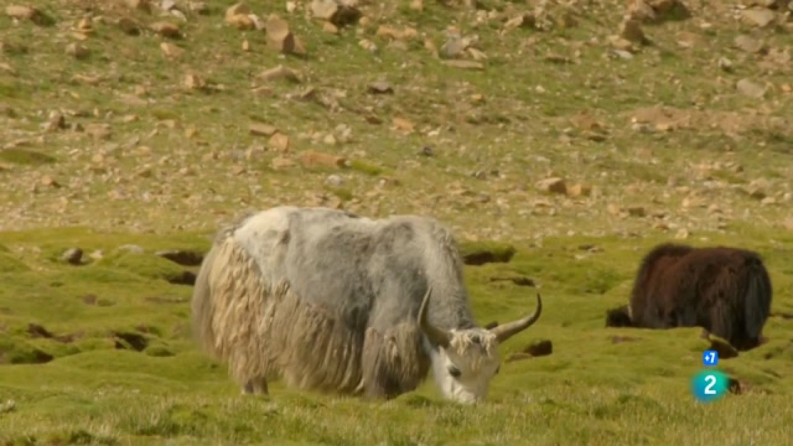 Grans documentals - El cantó indòmit de la Xina: el regne animal del Tibet