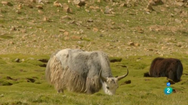 El cantó indòmit de la Xina: el regne animal del Tibet