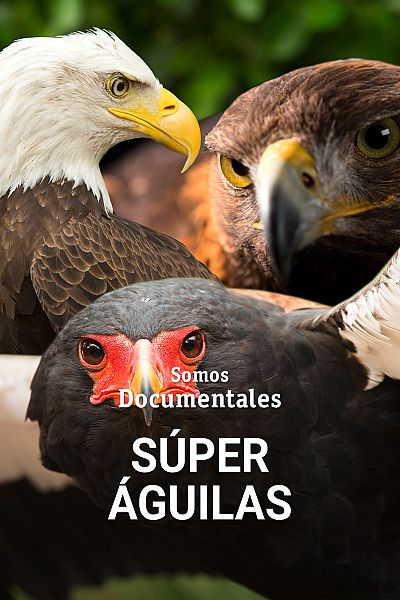 Super águilas