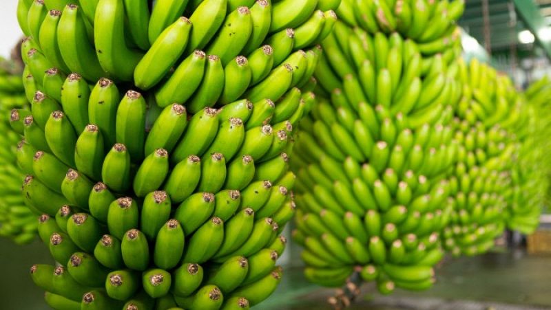 Los plátanos engordan y otros bulos alimenticios