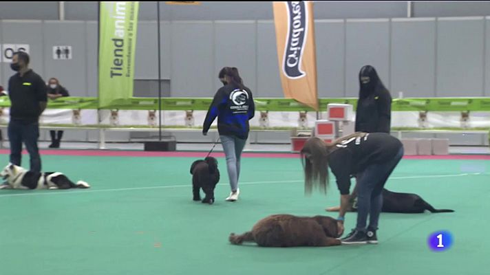 Noticias Murcia - El perro es el protagonista en Murcia