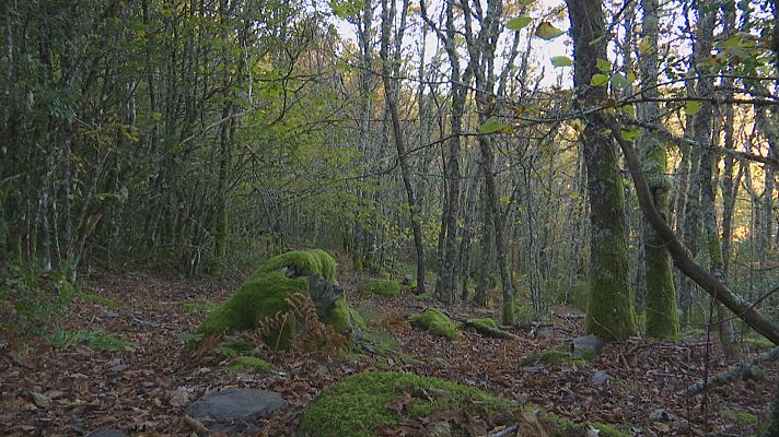 Primeiro bosque certificado