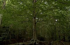 Metrópolis - Cabecera de Metrópolis