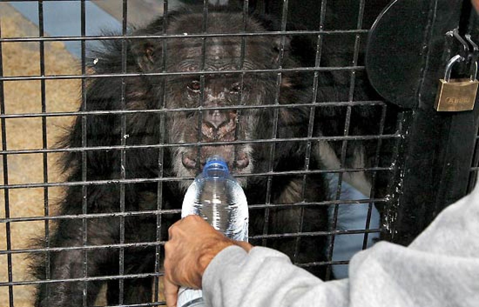 Llegan a Villena los primeros diez chimpancés que vivirán en el centro AAP Primadomus, un centro ubicado en plena sierra y que se convertirá en su hogar permanente. Los animales han sido previamente tratados en la sede principal de AAP en Holanda, y han llegado esta madrugada en un camión. Ahora tienen que adaptarse a su nuevo entorno, primero en una instalación interior y posteriormente en el recinto exterior, más de siete mil metros cuadrados de terreno donde vivirán (VÍDEO: EFE / RTVE.ES)