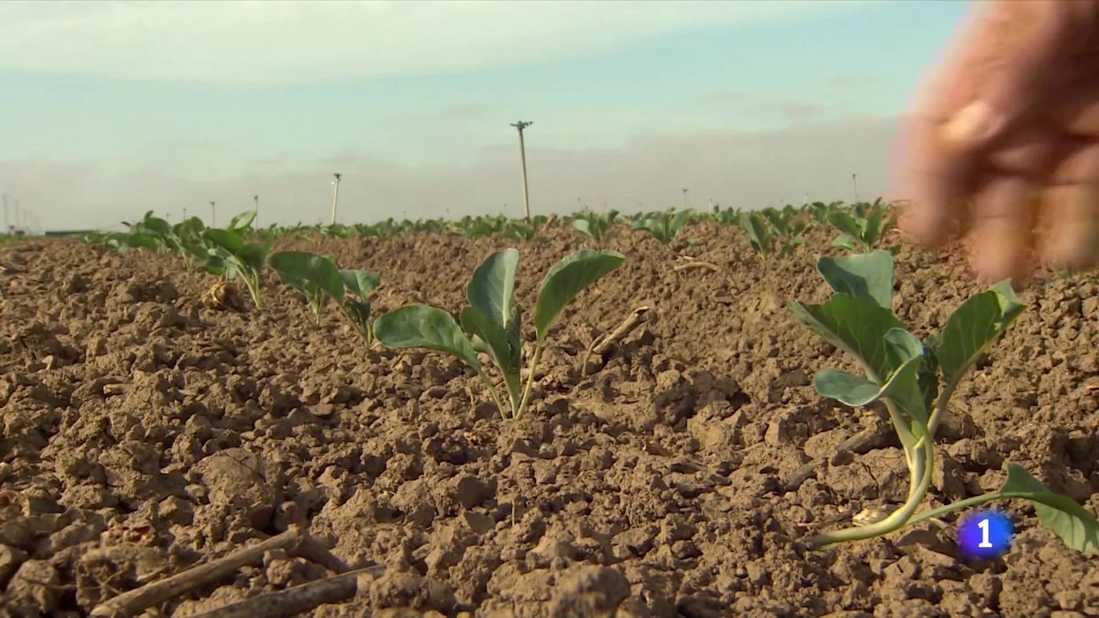 Sin lluvia ni riego, peligran los cultivos - RTVE.es