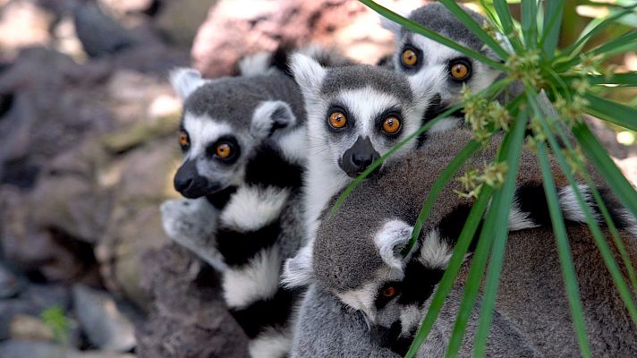 ¡Qué animal! - Aislados