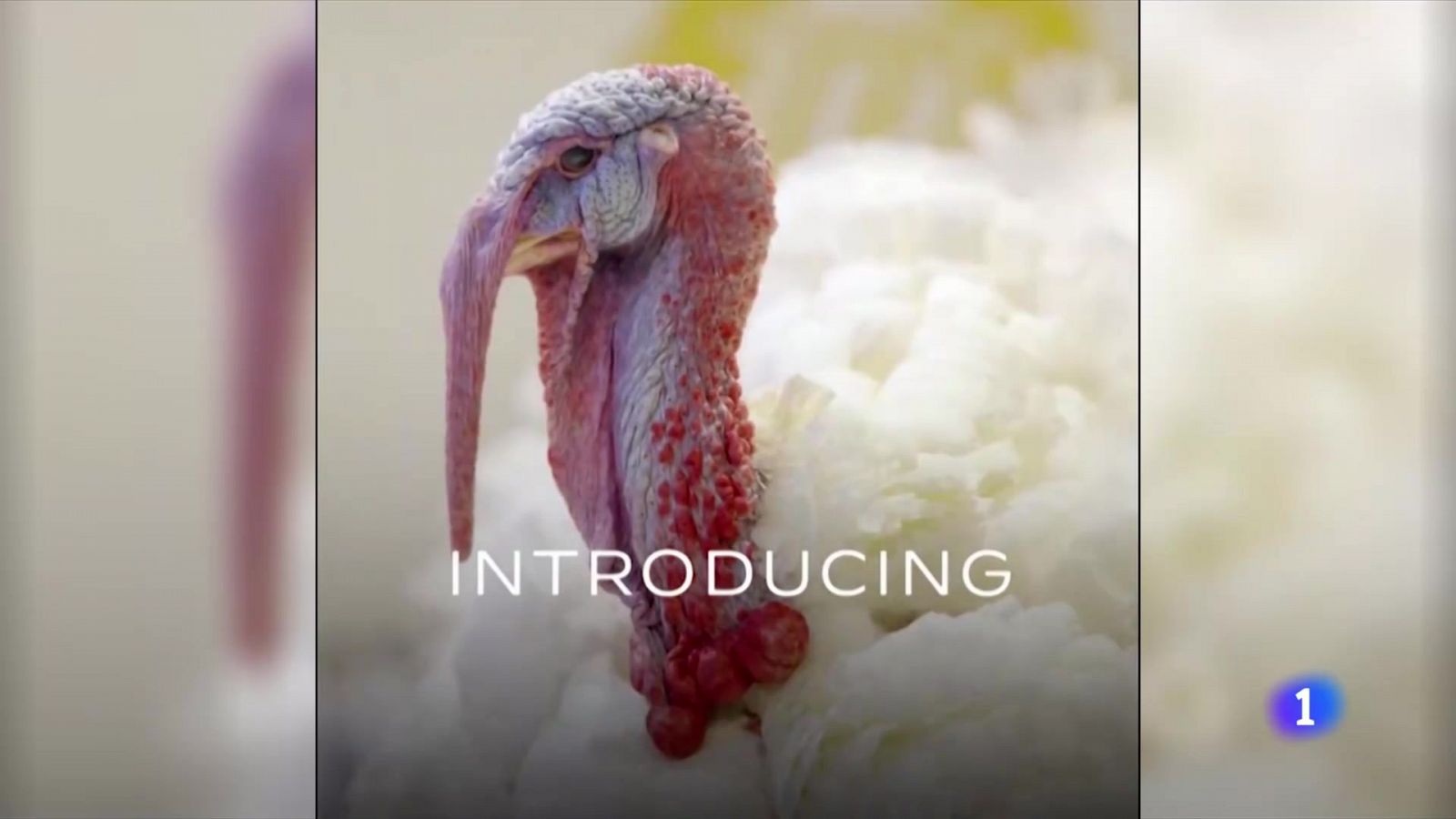 Biden indulta a dos pavos antes de Acción de Gracias | Ver