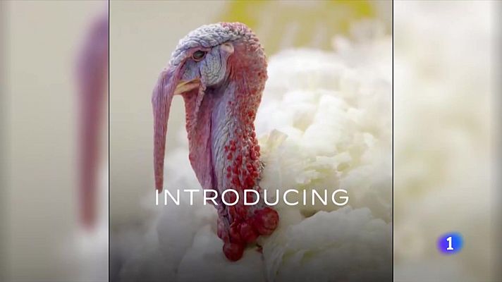 Telediario Fin de Semana - Biden indulta a dos pavos antes de Acción de Gracias fiel a la tradición