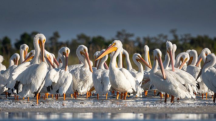 Telediario Fin de Semana - Cerca de 45.000 pelícanos recalan en Israel en su ruta migratoria entre el sur de Europa y África