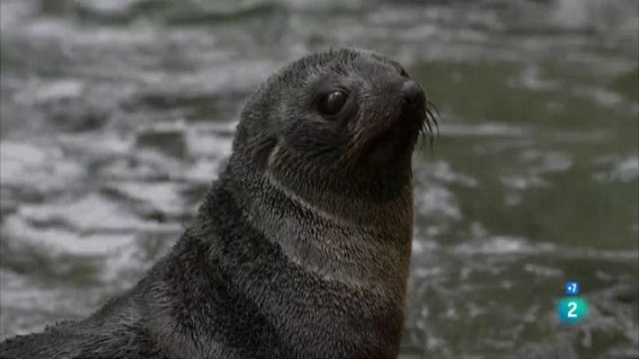 Som Documentals - Llops marins: la lluita per la supervivència