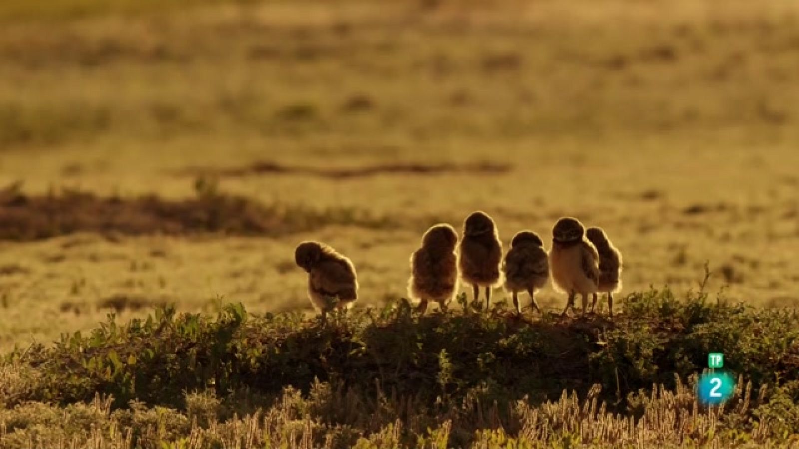 Grans Documentals - Els Badlands. Roca dura: Vides difícils - Veure ara
