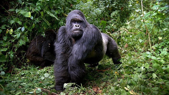 Primates - Secretos de supervivencia