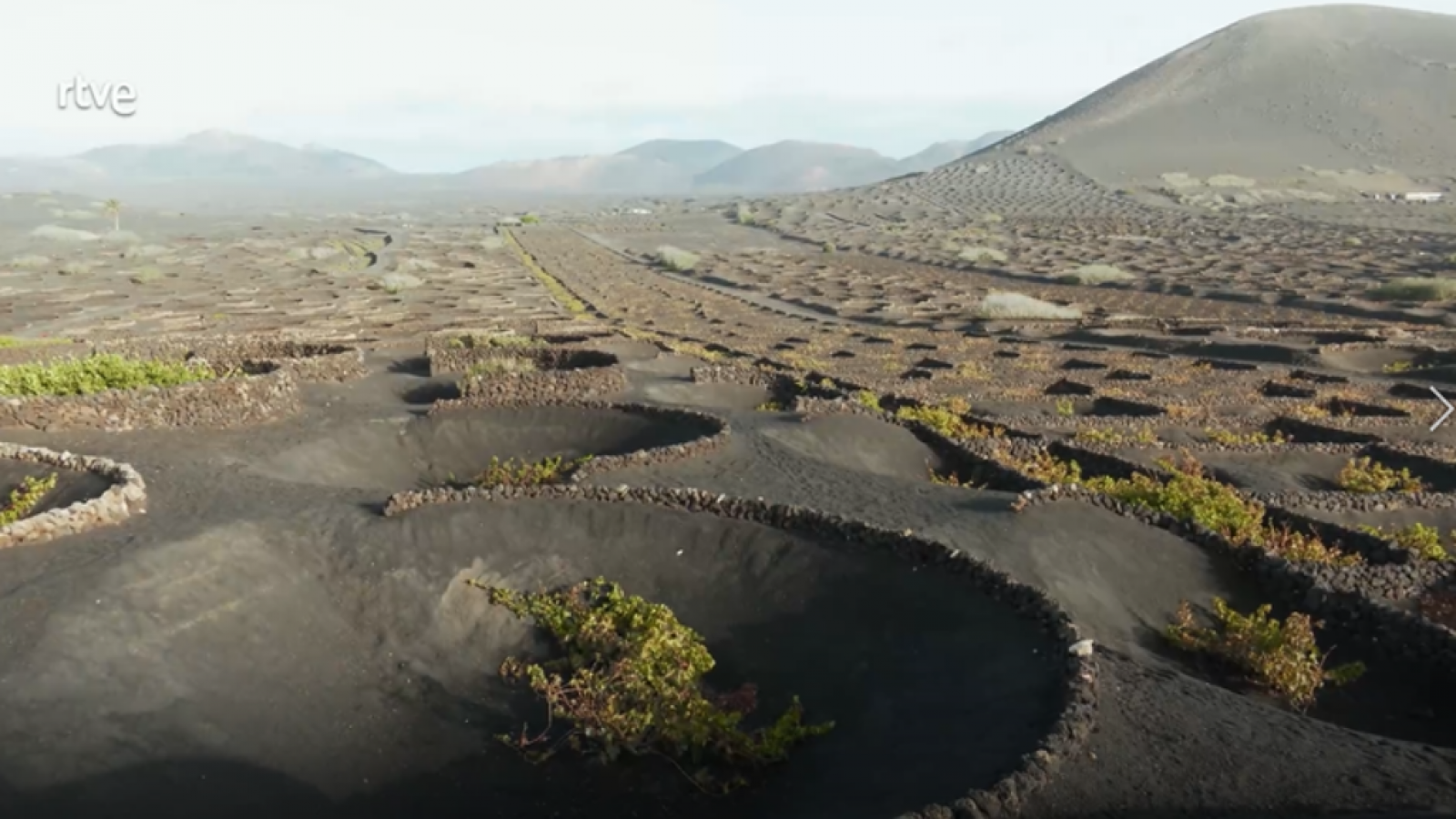 Un viñedo en un cráter volcánico