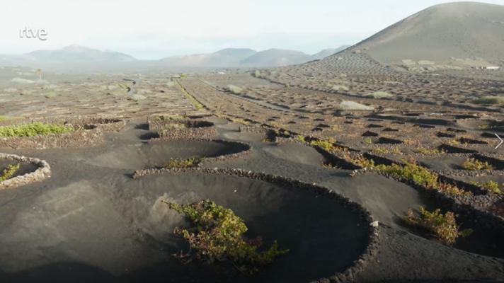 Un viñedo en un cráter volcánico