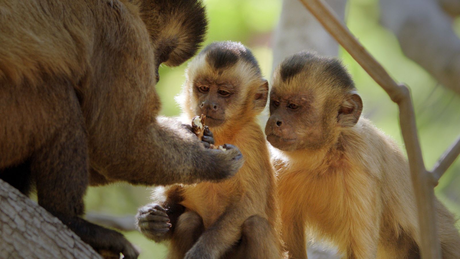 Primates - Episodio 2: Asuntos de familia - Documental en RTVE