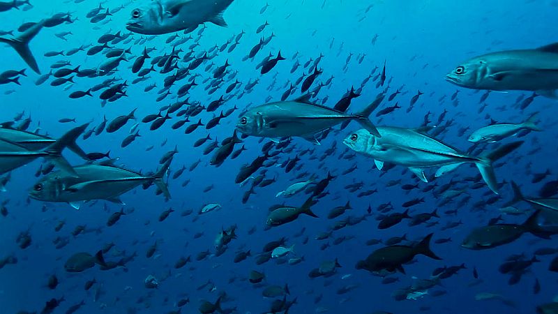 El escarabajo verde - Columbretes, espacio protegido