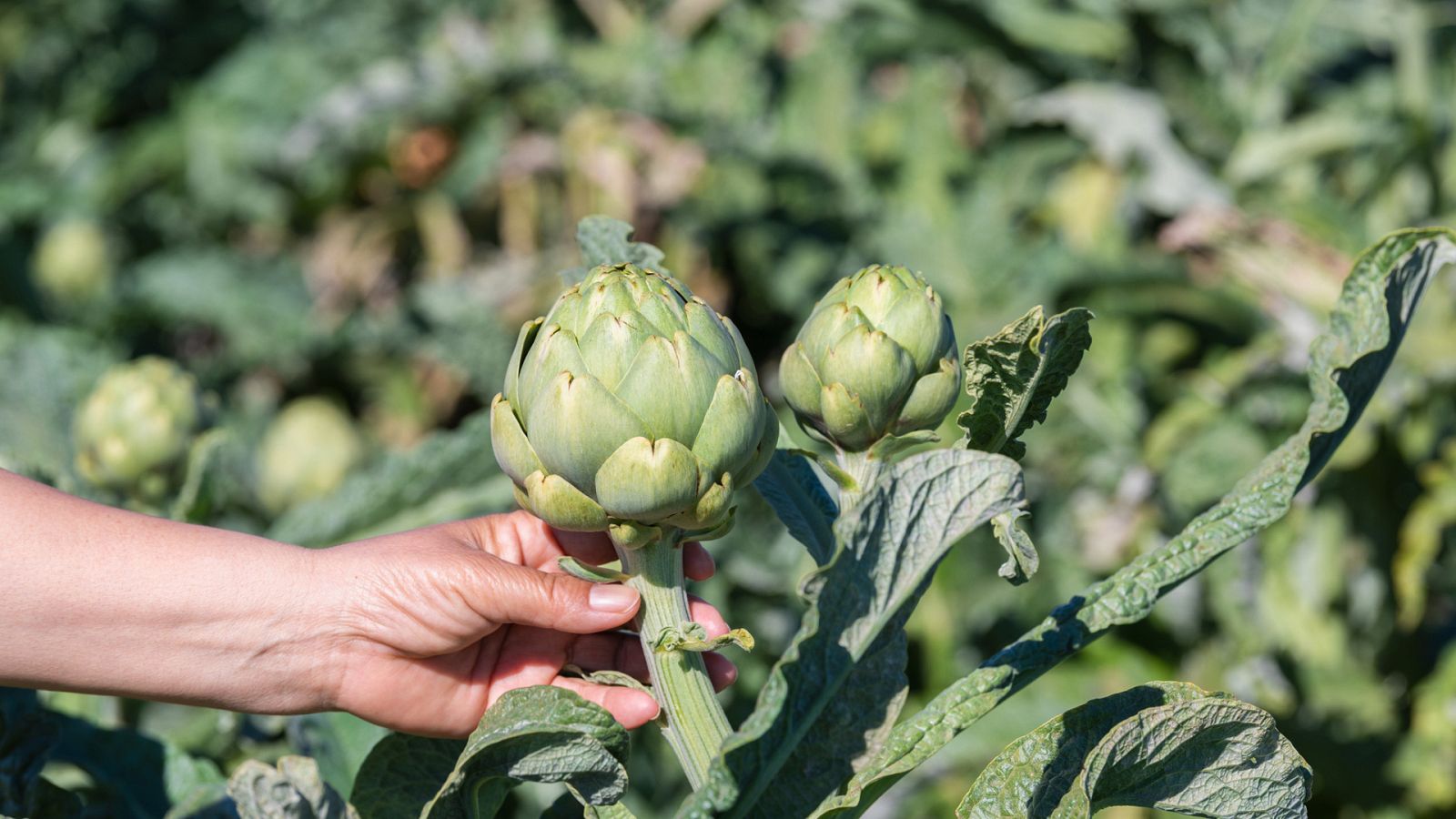 Origen - Alcachofa - ver ahora