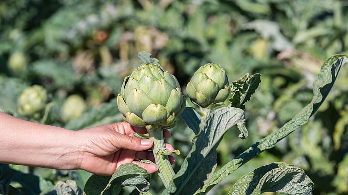 Origen - Alcachofa