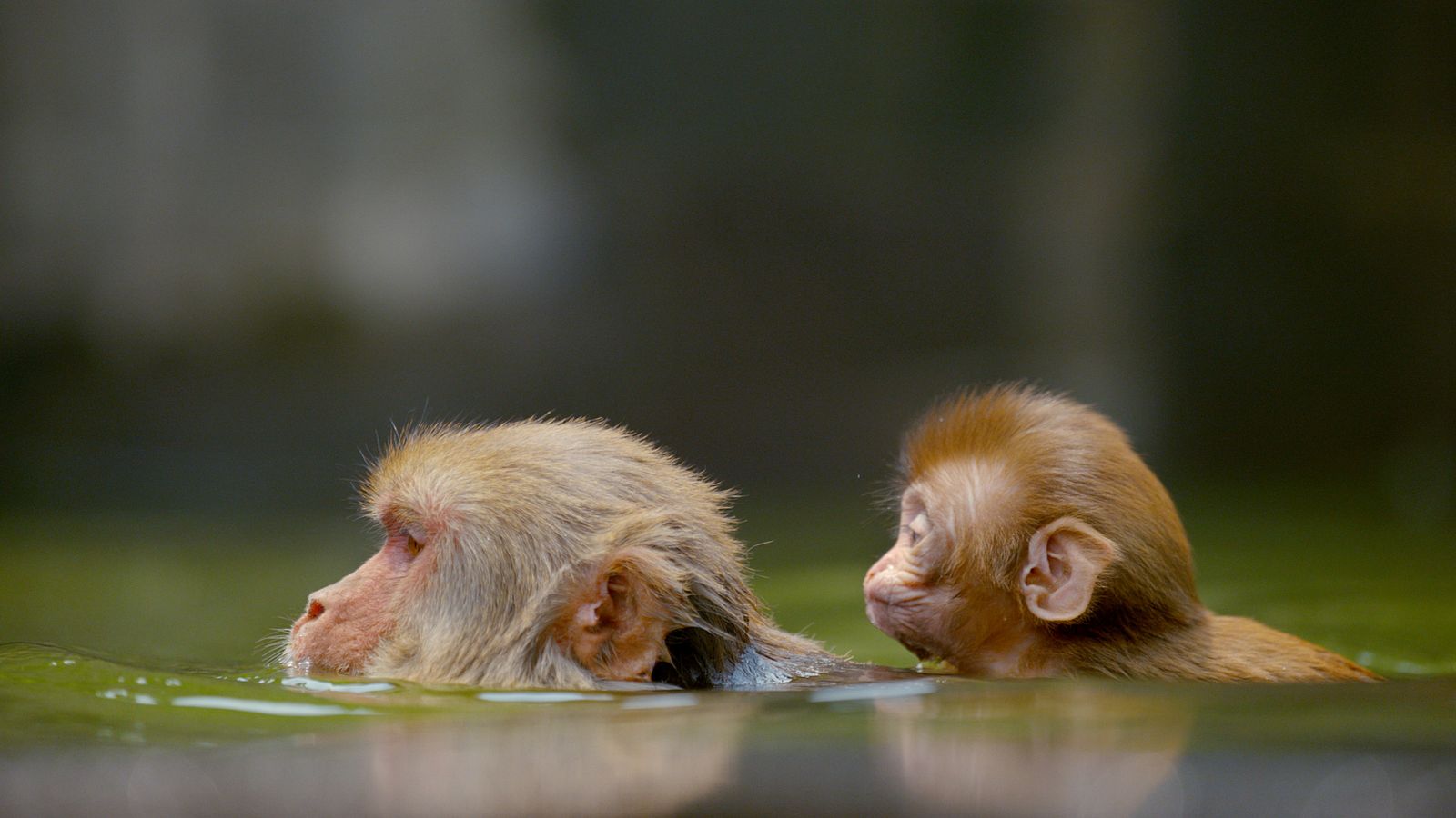 Primates - Episodio 3: Protección - Documental en RTVE